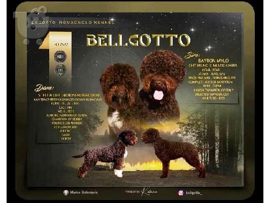 PoulaTo: Lagotto Romagnolo, κουτάβια κρατήσεων